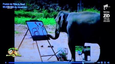 Nu este trucaj! Un elefant pictează.... un alt elefant: "Hai, mă! Nu cred!"