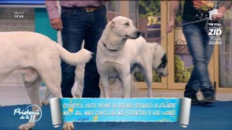 Ciobănescul asiatic, un câine impresionant. Iată ce ar trebui să știi înainte să-l aduci acasă