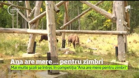 Mai multe şcoli din Neamţ se întrec în competiția "Ana are mere pentru zimbri"