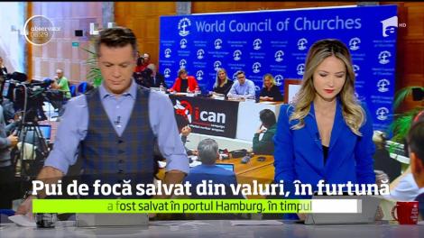Pui de focă salvat din valuri, în furtună