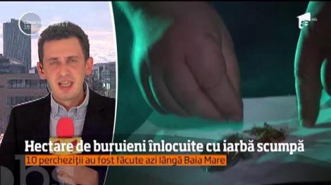 Agricultura reînvie în România. Dar nu cu cereale, fructe sau legume, ci cu cannabis!