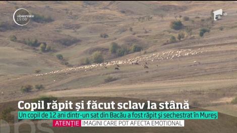 Copil de 12 ani, dintr-un sat din Bacău, răpit și sechestrat la o stână din Mureș