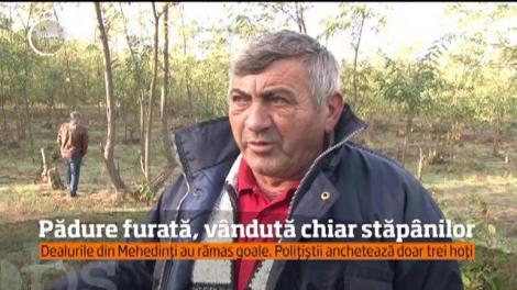 Proprietarii codrilor, din Mehedinți, se plâng că au ajuns să-și cumpere pădurile ca lemn de foc