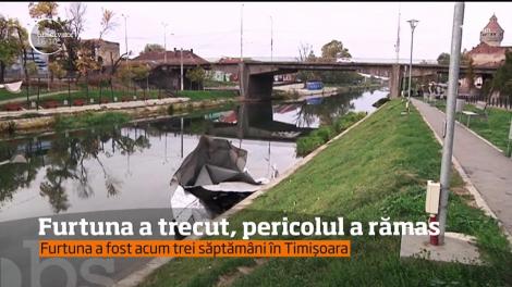 Furtuna a trecut, pericolul a rămas! În Timișoara încă sunt zeci de copaci rupți de vijelie