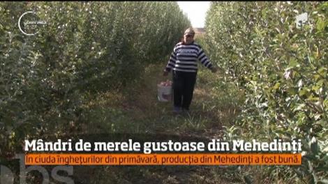 Vremea rea a produs pierderi uriaşe proprietarilor de livezi! Doar una singură, din Mehedinți, a fost protejată, parcă, de o mână divină