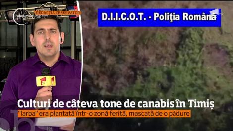 Un cetăţean german şi doi români sunt responsabili de plantarea celei mai mari culturi de canabis din ţara noastră!