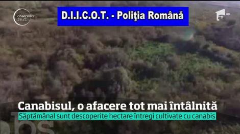 Nu mai e nicio glumă. Românii cultivă „iarbă” pe unde apucă. Ultima descoperire e de-a dreptul șocantă!
