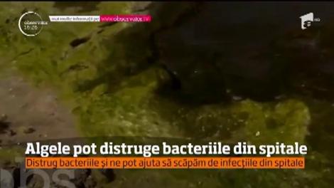 Algele marine, cele mai bune prietene ale noastre. Ele pot distruge bacteriile din spitale