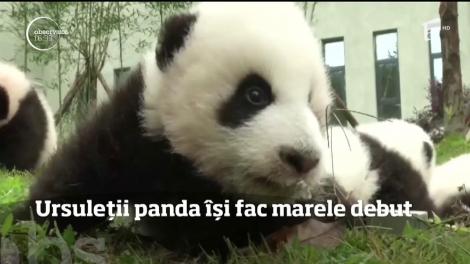 36 de pui panda, prezentaţi pentru prima oară publicului