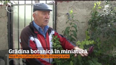 Un bărbat din judeţul Dâmboviţa, care şi-a amenajat în propria curte o grădină botanică în miniatură