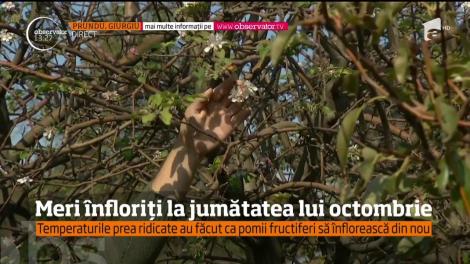 În sudul judeţului Giurgiu este primăvară. Au înflorit merii!