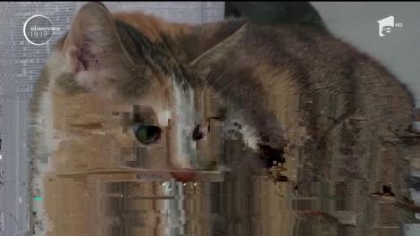 Un executor judecătoresc a pus sechestru pe un apartament, cu tot cu pisica din interior. Suzy a rămas captivă şapte zile, fără apă sau mâncare