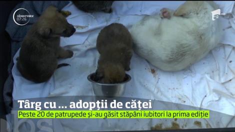 La Piatra Neamţ, prima ediţie a unui târg de adopţii pentru câini