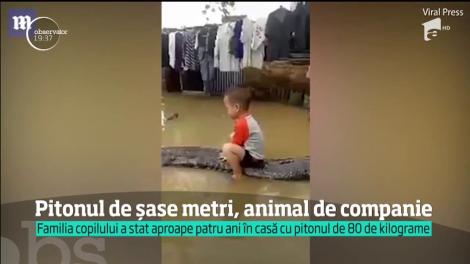 Imaginile terifiante care fac înconjurul lumii! Piton de șase metri, animal de companie pentru un copil
