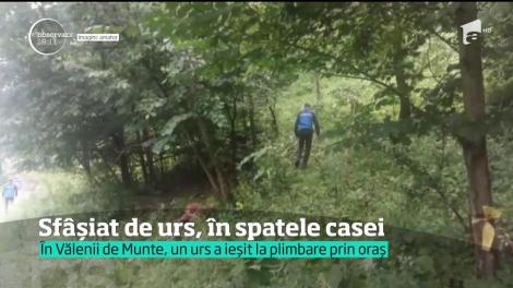 Bărbat sfâșiat de urs, în spatele casei