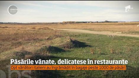 Peste o mie de ciocârlii şi privighetori au fost împuşcate de 8 vânători italieni, pentru satisfacerea papilelor gustative ale gurmanzilor!