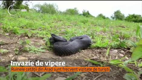 Căldura din luna octombrie face ca viperele să fie tot mai întâlnite pe cărările de munte!