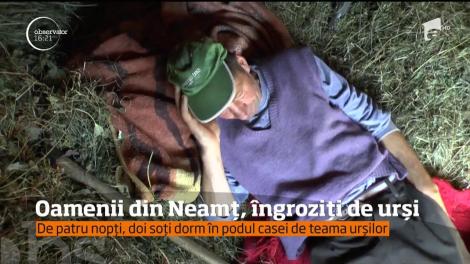 Doi soţi dintr-o comună din judeţul Neamţ dorm de patru nopţi în podul casei, cu toporul în mână! De teama urşilor