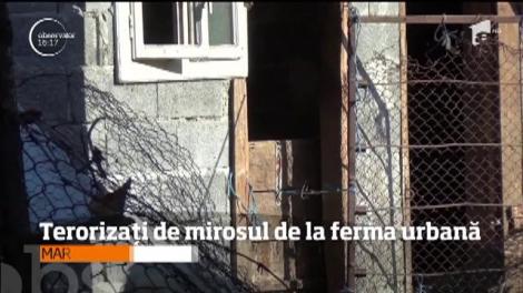 Terorizaţi de mirosul de la fermă urbană