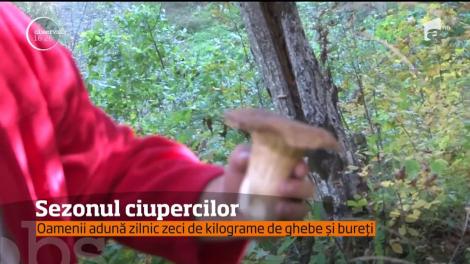 A început sezonul ciupercilor