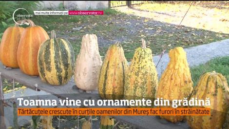 Toamna nu vine în satele de la noi doar cu miros de gutui coapte şi forfotă pe ogoare, ci şi cu dovlecei şi bostani numai buni de copt!