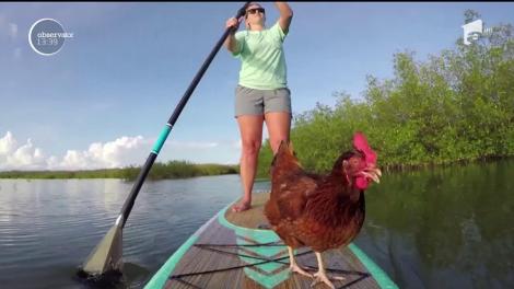 Da, este adevărat! O găină adoră să se plimbe cu... placa de surf. Imaginile de senzaţie fac înconjurul lumii
