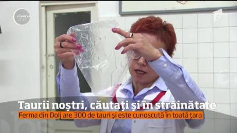 Tăticii viţeilor din apoape toată ţara, dar şi a mii de exemplare de peste hotare trăiesc la câţiva kilometri de Craiova
