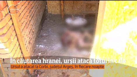 Lipsa hranei face ca urşii să apară tot mai des în gospodării