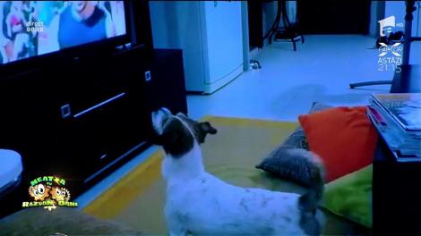 Smiley News! Piesa "Despacito", ascultată și de câini