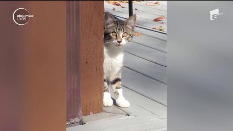 Un american şi-a botezat pisica într-un mod. neaşteptat şi original