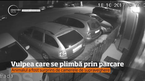 O vulpe este musafirul-surpriză al unei parcări de pe Calea Cisnădie, din Sibiu
