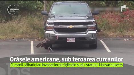 Statul american Massachusetts, invadat de curcani sălbatici