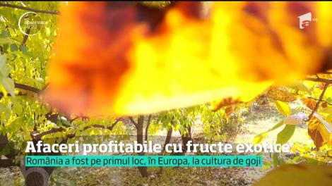 Goji a ajuns să se cultive în România mai ceva ca grâul şi porumbul