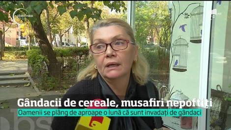 Ploşniţele cerealelor au invadat mai multe oraşe din România