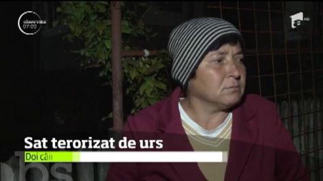 Un sat întreg din Dâmboviţa trăieşte în teroare din cauza unui urs înfometat