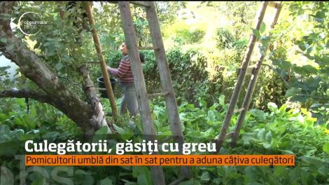 Tot mai puțini români vor să lucreze cu ziua. Pomicultorii sunt nevoiţi să aducă forţă de muncă de la sute de kilometri distanţă!