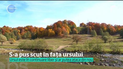 Scene incredibile în Făgăraş! Un urs a atacat o copilă în faţa blocului, apoi s-a năpustit asupra unui bărbat