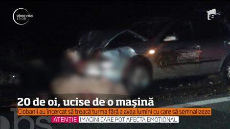 20 de oi au murit pe loc, iar 15 au fost rănite în timp ce traversau un drum naţional din judeţul Caraş Severin!