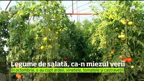 Vremea neobişnuit de caldă din ultima perioadă a adus profituri fermierilor