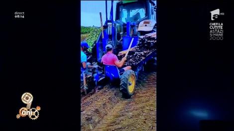 Smiley News! Cum se plantează vița-de-vie