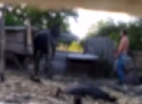 Legea animalelor, la Camera Deputaților