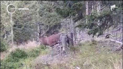 Un spectacol cum rar îţi e dat să vezi în natură a fost filmat de un angajat al Ocolului Silvic Broşteni, din Suceava