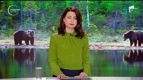 Ursul din comuna Gura Foii a atacat din nou! A intrat într-o gospodărie şi a plecat cu câinele oamenilor