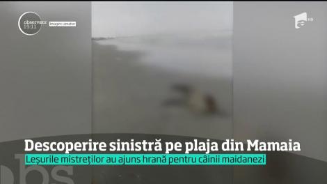 Descoperire sinistră pe plaja din Mamaia. Au fost preluaţi de angajaţii Direcţiei Sanitar Veterinare şi vor fi incineraţi