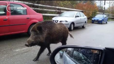 Un porc mistreț, la plimbare prin Petroşani!