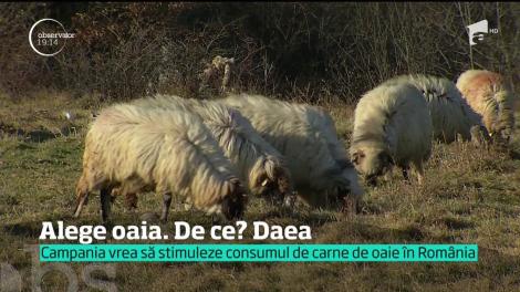 Nu, nu e BANC! ”Oaia este o statuie vie. O găsești lângă frunză”. Ministrul Agriculturii îi îndeamnă pe români să mănânce mai multă carne de oaie