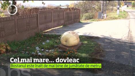 Toamna se numără dovlecii într-un sat din Mureş. Şi nu vorbim despre cei obişnuiţi, ci despre ceiu uriaşi