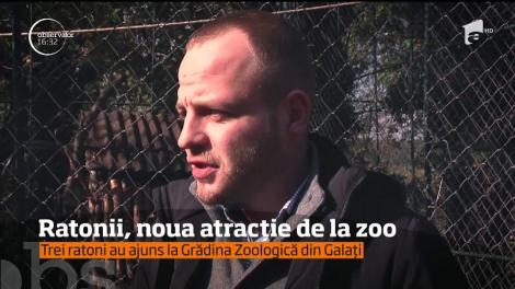 Trei ratoni, noua atracţie de la Grădina Zoologică din Galaţi