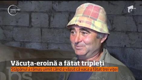 O văcuţă din Deva a devenit mamă-eroină, după ce a dat naştere la trei pui