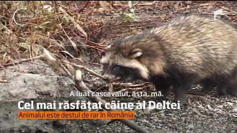 Nişte pescari din Galaţi s-au întâlnit cu cel mai răsfăţat Câine al Deltei întâlnit vreodată